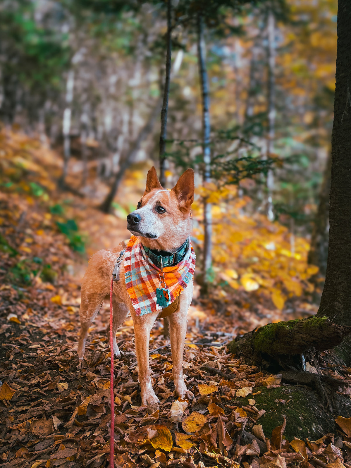 Fall plaid